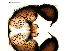 Corynoptera flavicauda