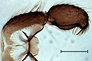 Corynoptera forcipata