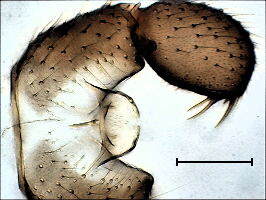 Corynoptera irmgardis