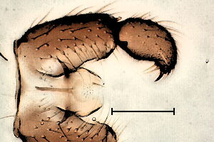 Corynoptera tetrachaeta