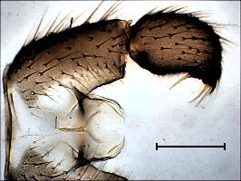 Corynoptera trepida