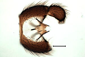 Trichosia glabra