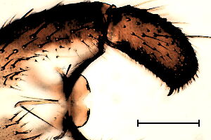 Trichosiopsis kleebergi