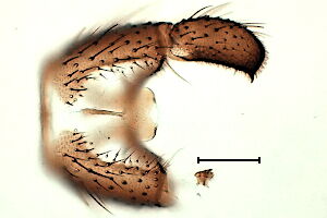 Trichosiopsis rejecta