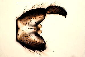 Trichosiopsis saltuum