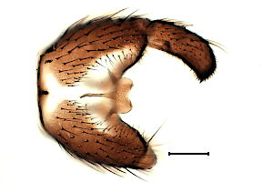 Trichosiopsis subspinosula