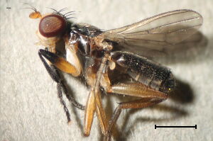 Pteromicra angustipennis