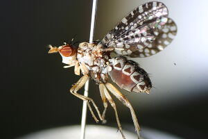 Trypetoptera