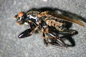 Sphaeroceridae