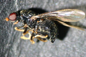 Pachygaster atra