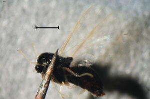 Pachygaster leachii