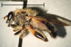 Brachypalpus laphriformis
