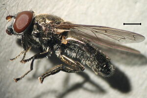 Orthonevra brevicornis