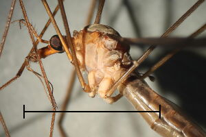 Tipula fulvipennis