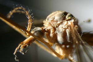Tipula livida