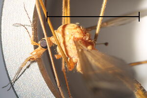 Tipula lunata
