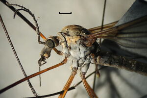 Tipula varipennis