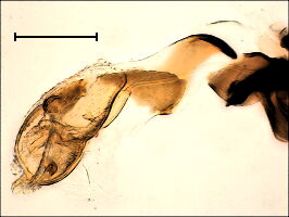 Ophiomyia pulicaria