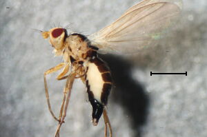 Phytomyza flavicornis