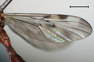 Sylvicola cinctus