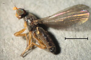 Anthomyzidae