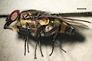 Stomorhina