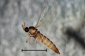 Acoenonia nana