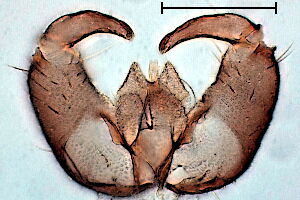 Clinodiplosis #d