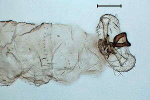 Coquillettomyia #a