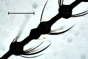 Karshomyia caulicola
