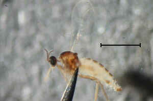 Lasioptera