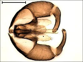 Lestodiplosis #b