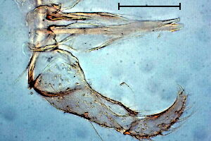 Lestremia leucophaea