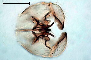 Monepidosis heterocera