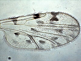 Culicoides punctatus