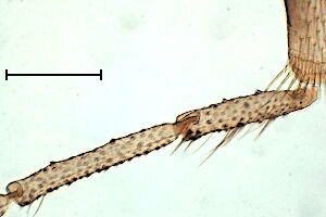 Forcipomyia pulchrithorax