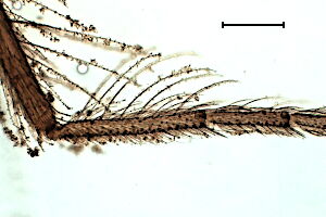 Forcipomyia velox