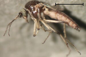 Palpomyia spinipes