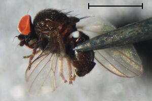 Neoleucopis atratula