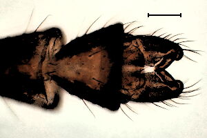 Chaetocladius melaleucus