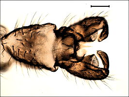 Chaetocladius piger