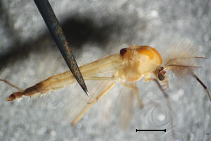 Dicrotendipes notatus