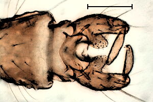 Eukiefferiella brevicalcar
