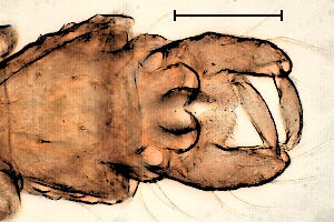 Eukiefferiella devonica
