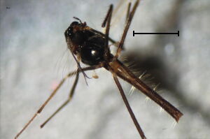 Micropsectra fusca