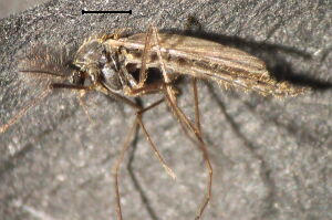 Micropsectra notescens