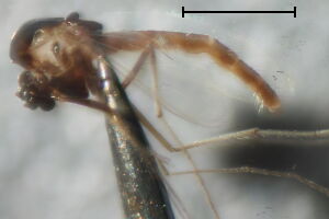 Paralauterborniella nigrohalteralis