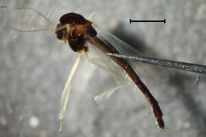 Phaenopsectra flavipes