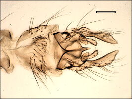Tanytarsus pallidicornis