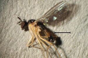 Anepsiomyia flaviventris